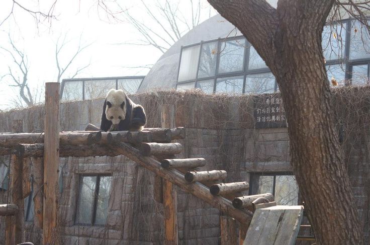 a picture of a panda sitting on top of a bamboo structure