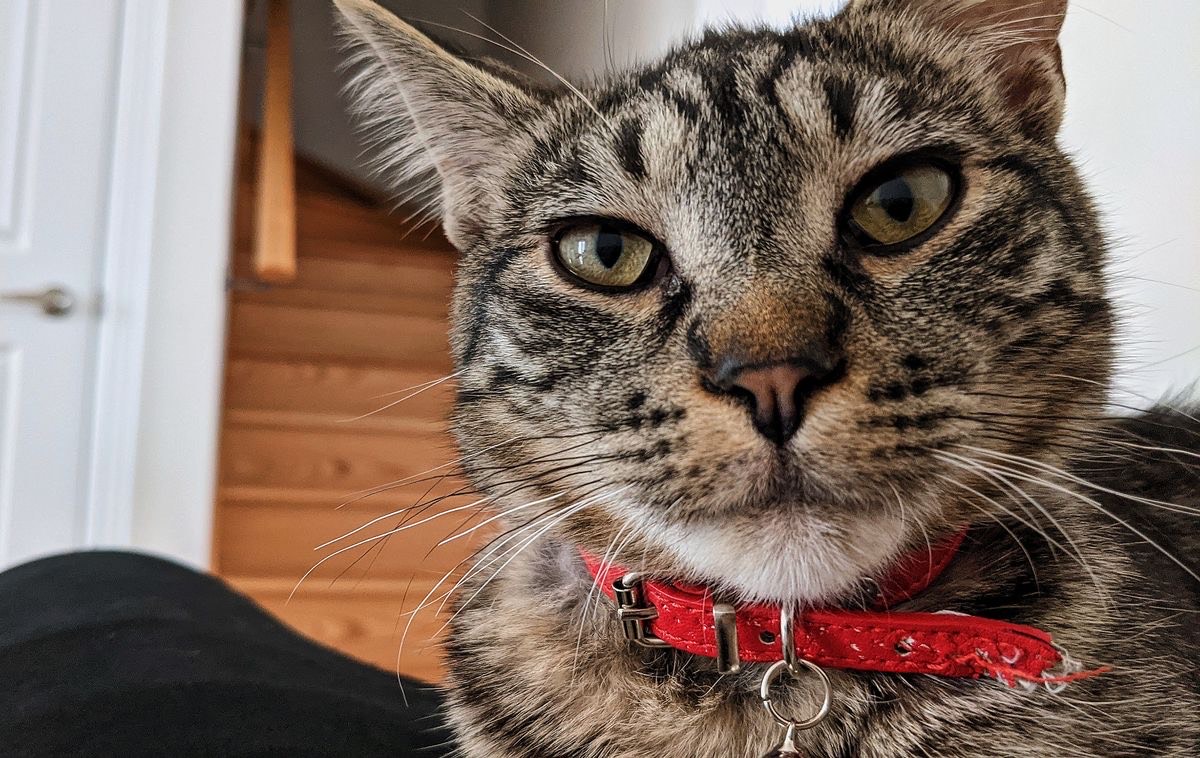 a picture of a cat with a red collar