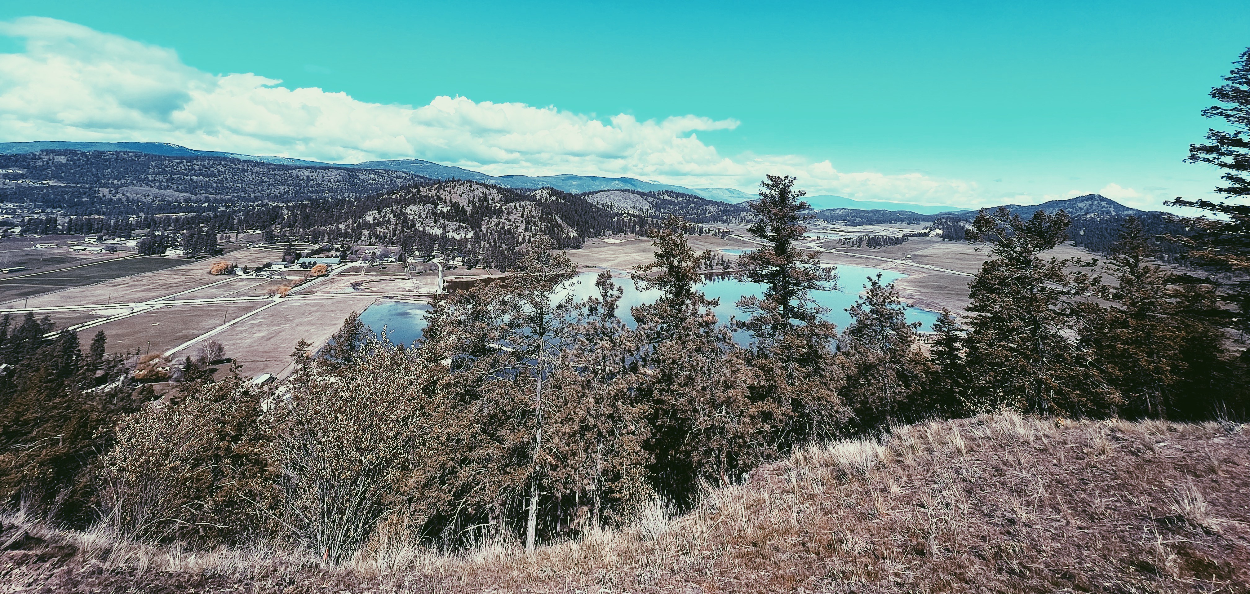 wide view of a forest