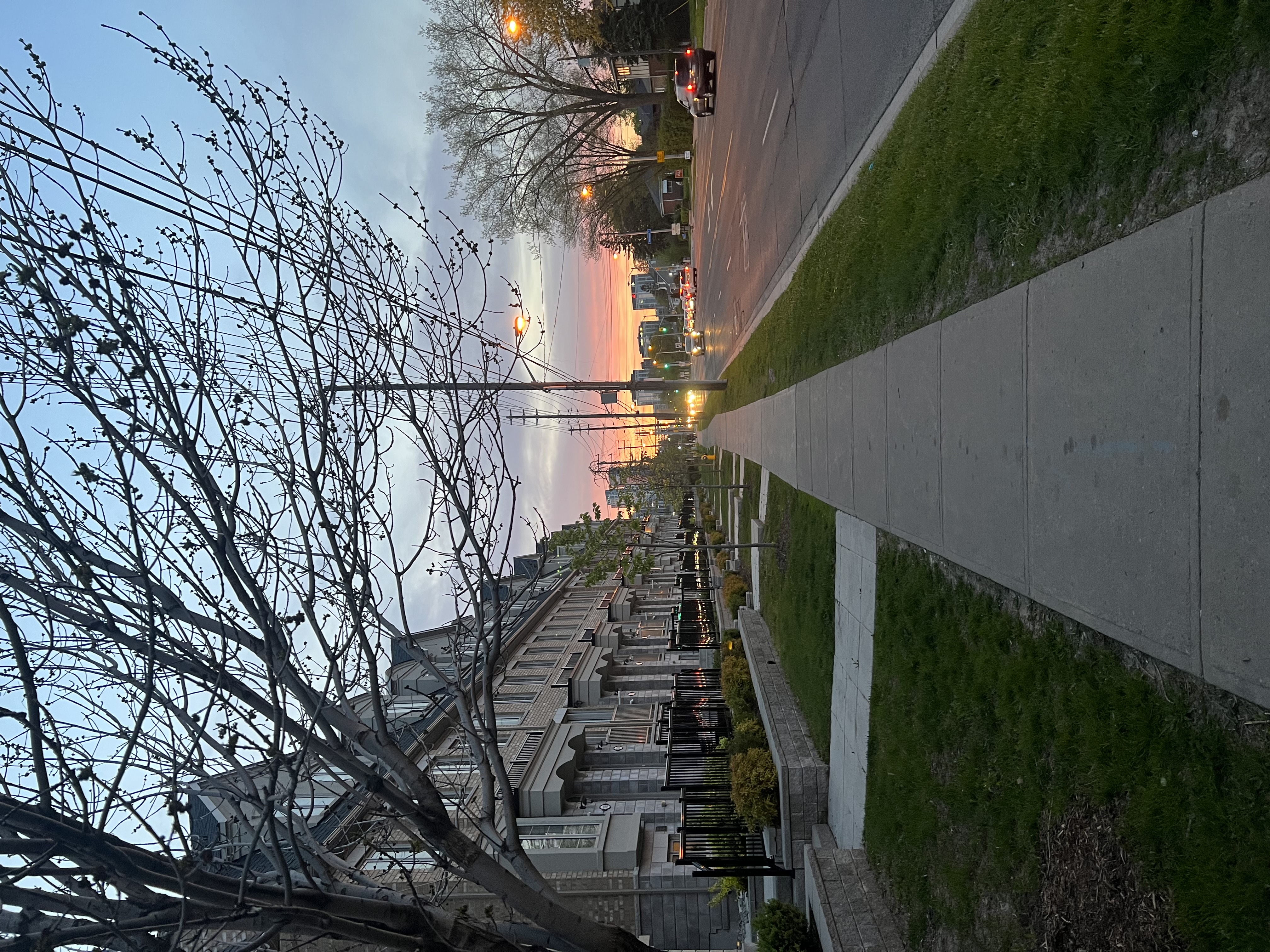 A tree with no leaves on a sidewalk on the road